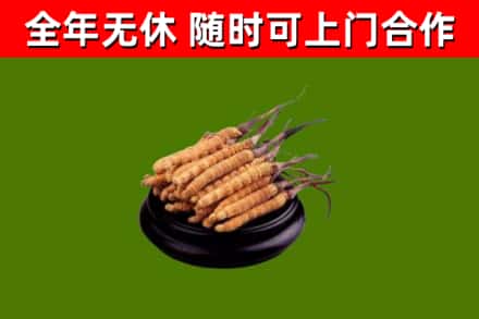南市回收冬虫夏草