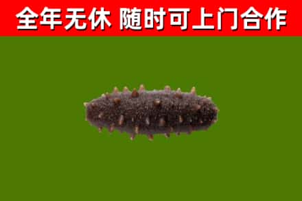 南市回收海参干
